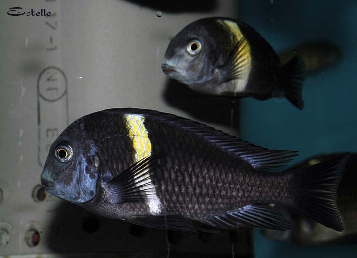 Tropheus duboisi