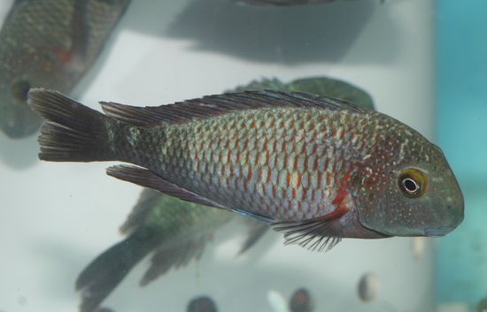 Tropheus kasabae Chaitica