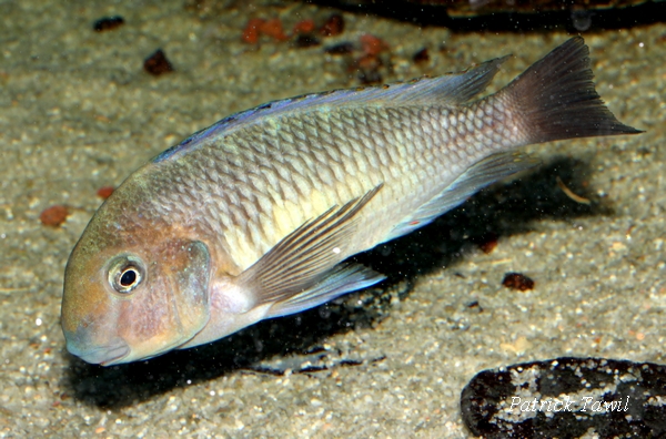 Tropheus moorii Isinga yellow raimbow