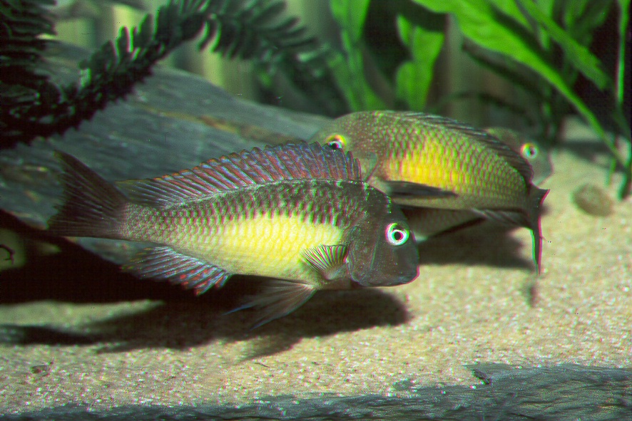 Tropheus moorii Kasanga red raimbow