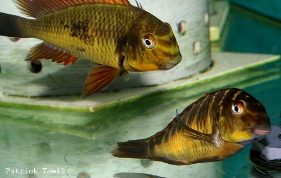 Tropheus moorii golden kasumba