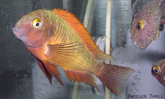 Tropheus moorii Ilangi