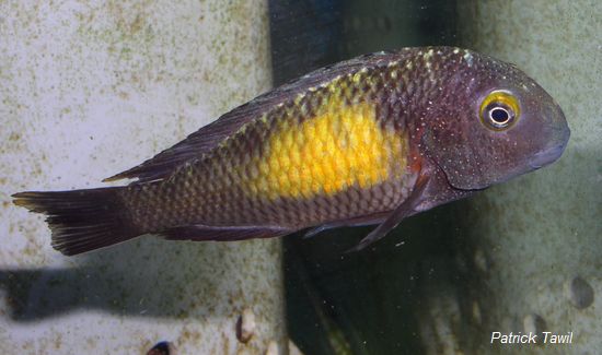 Tropheus moorii Mpulungu