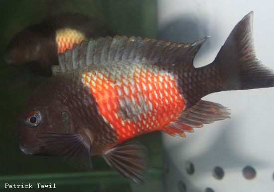 Tropheus sp. black Bulu point