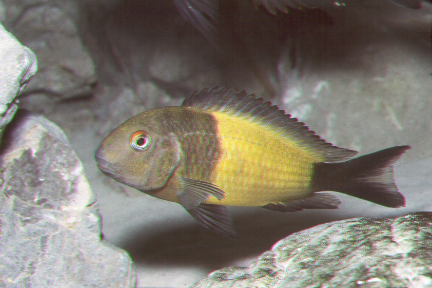 Tropheus sp. black Ikola