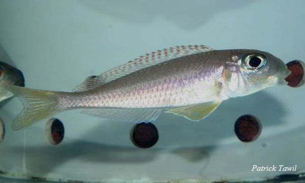 Xenotilaia flavipinnis Kekese