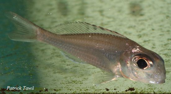 Xenotilapia ornatipinnis Moliro