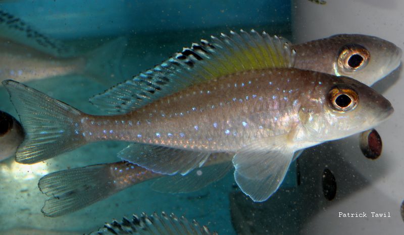 Xenotilapia spilopterus Lyamembe