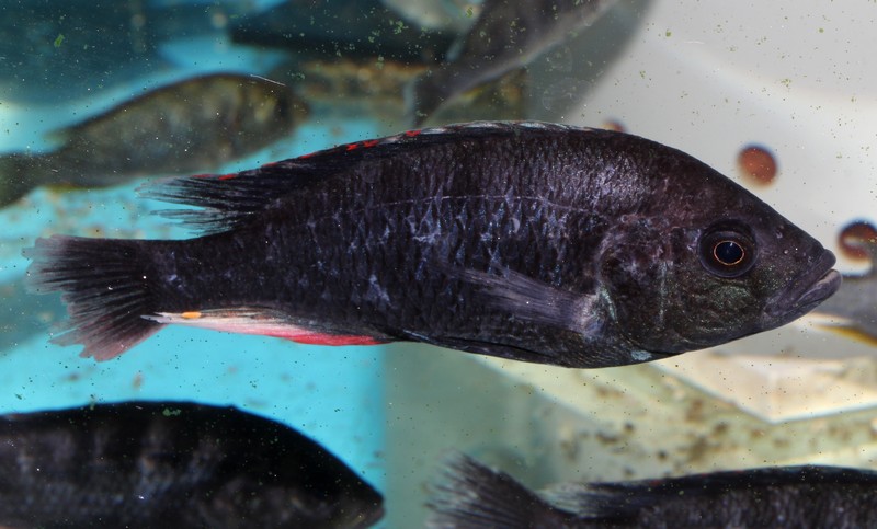 Astatotilapia Black Makobe