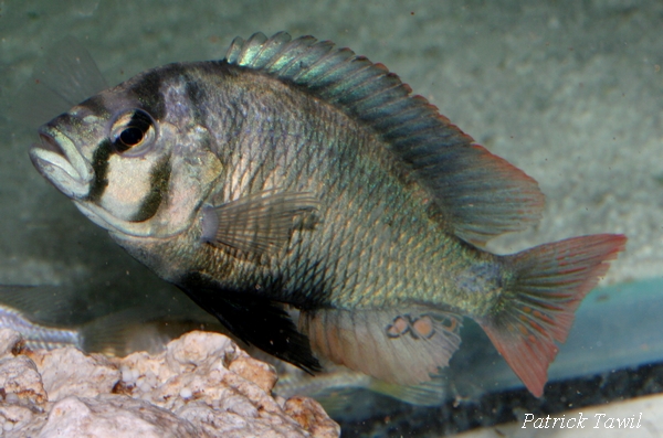 Haplochromis Blue obliquidens