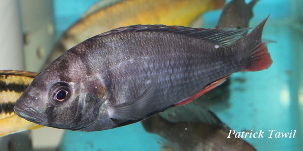 Lithochromis red pseudonigricans