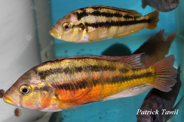 Paralabidochromis rock kribensis Makobe