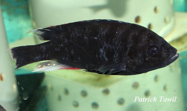 Pundamilia pundamilia zebra Makobe