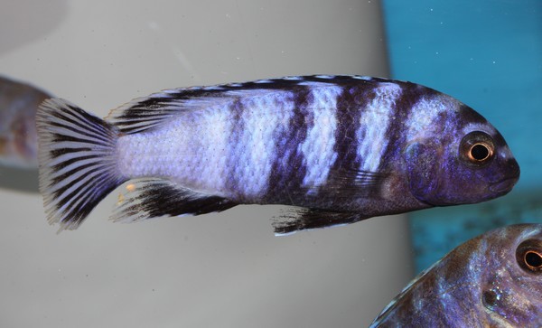 Pseudotropheus minutus Lion's cove