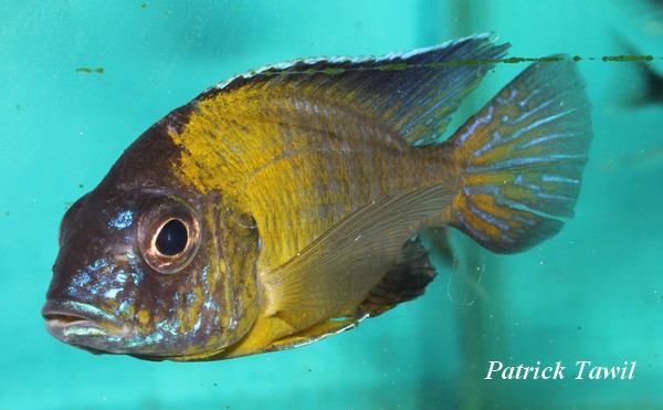 Aulonocara stuartgranti Undu reef