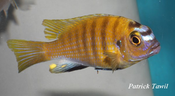 Pseudotropheus patricki Nkhomo