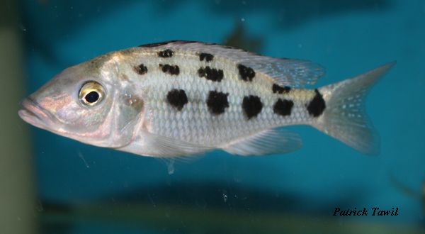Fossorochromis rostratus