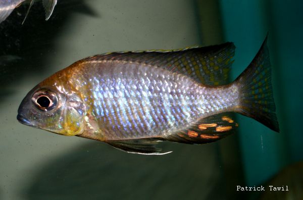 Lethrinops sp. nyassa Mbawa