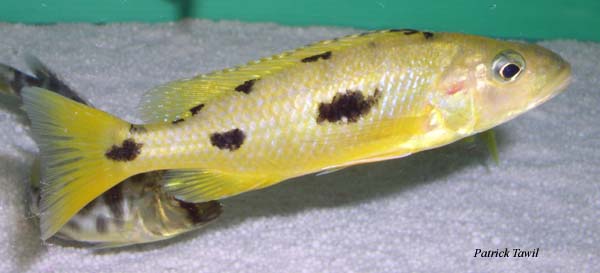 Exochochromis anagenys yellow