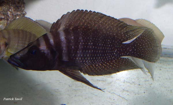 Altolamprologus calvus noir Nsumbu
