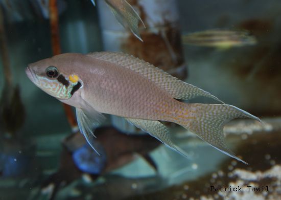 Neolamprologus brichardi Magara