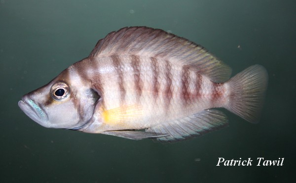 Altolamprologus sp. shell