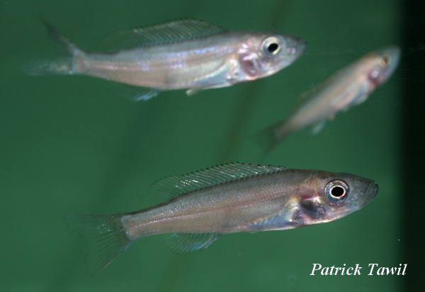 Benthochromis tricoti Burundi