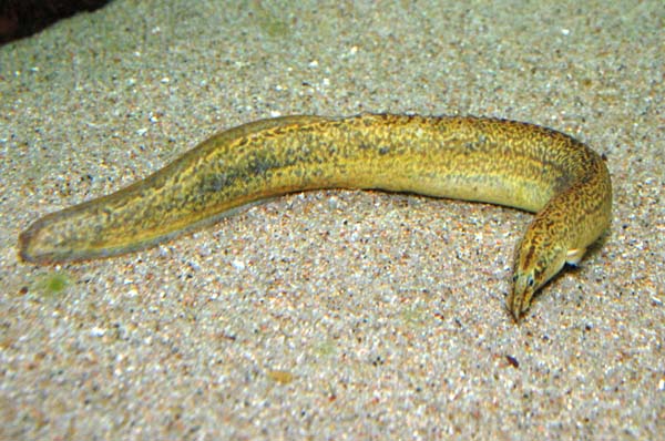 Mastacembelus sp. shiranus