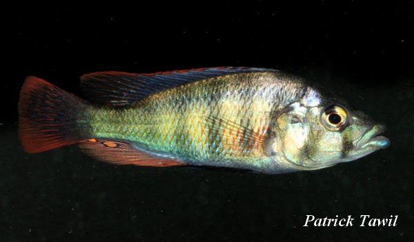 Haplochromis sp. chilotes