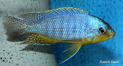 Protomelas steveni Pombo rock