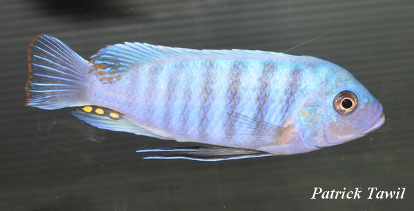 Pseudotropheus zebra Chizumulu