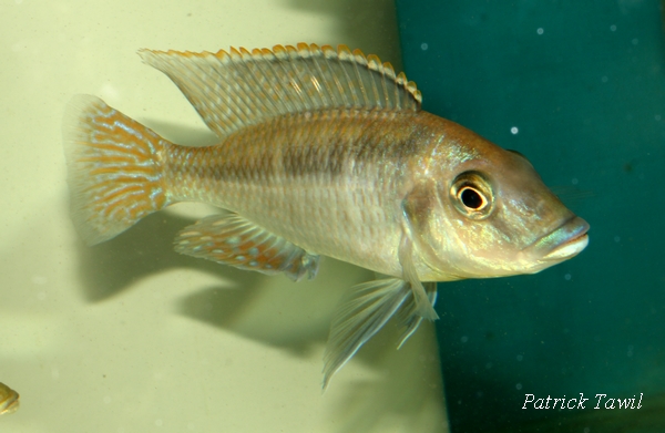 Mylochromis lateristriga gome