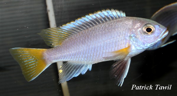Pseudotropheus acei Luwala