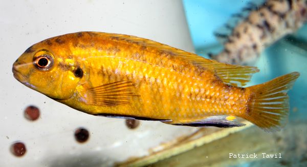 Tropheops tiger olive