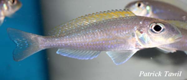 Xenotilapia kainda