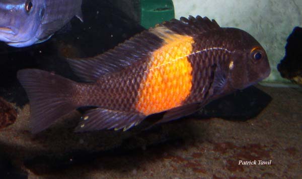 Tropheus sp. black Pemba