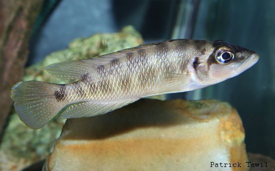 Altolamprologus fasciatus
