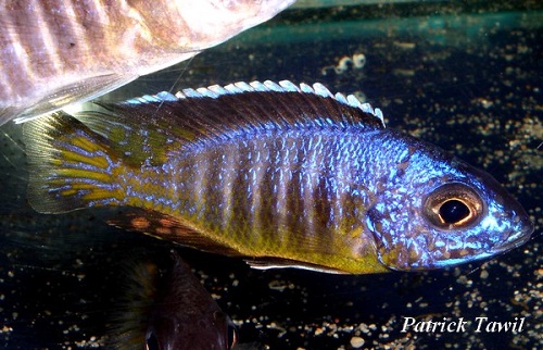 Aulonocara huesheri