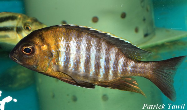 Lethrinops micrentodon