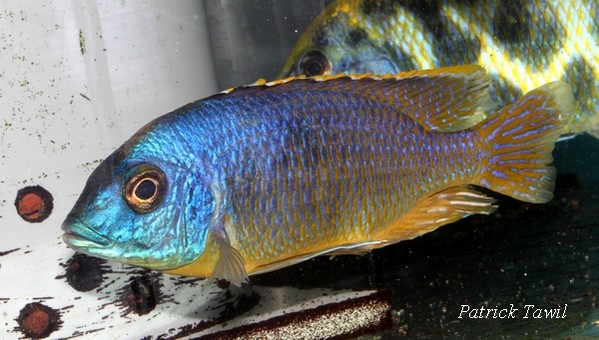 Otopharynx auromarginatus