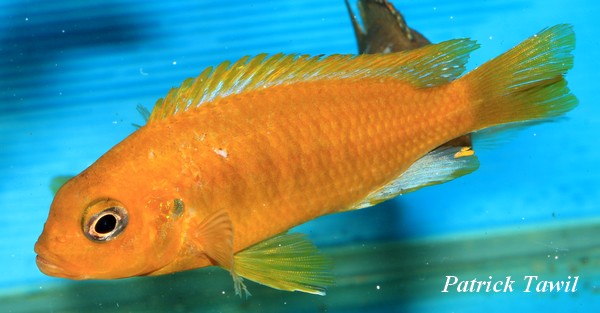 Pseudotropheus barlowi Mbenji