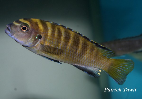 Pseudotropheus flavus