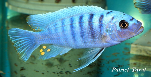 Pseudotropheus zebra Mazinzi