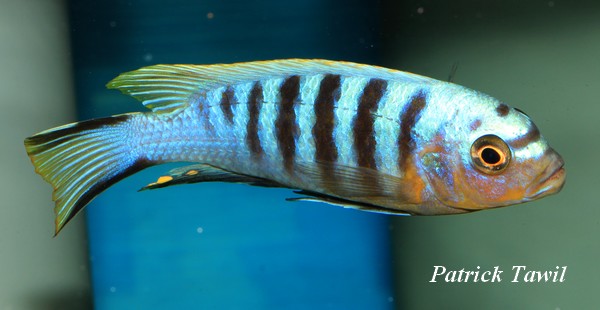Pseudotropheus zebra Mbowe