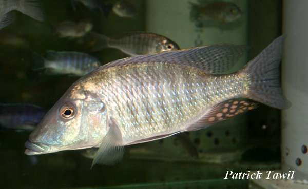 Taeniolethrinops preorbitalis