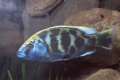 Nimbochromis venustus