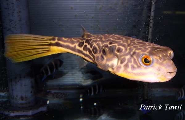 Tetraodon Mbu