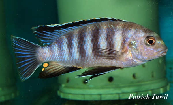 Tropheops black dorsal Luwala