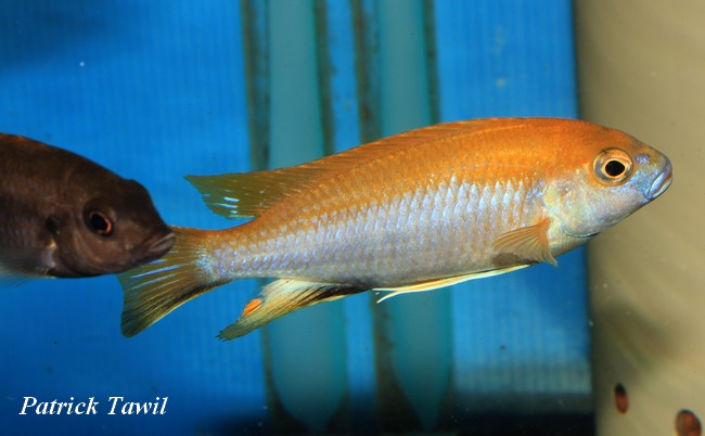 Gephyrochromis lawsi Mbamba Bay