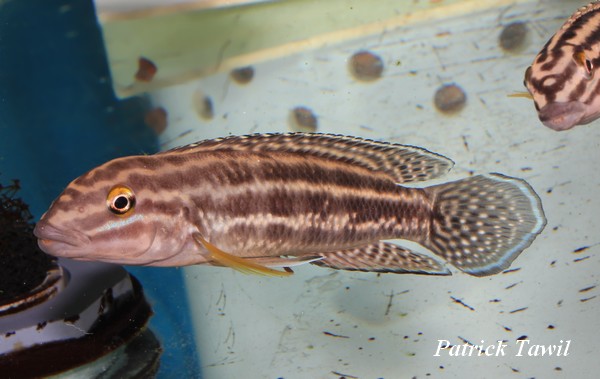 Julidochromis regani Bulombora